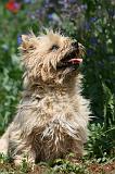CAIRN TERRIER 572
